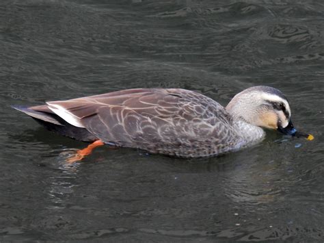 ebird|ebird tokyo.